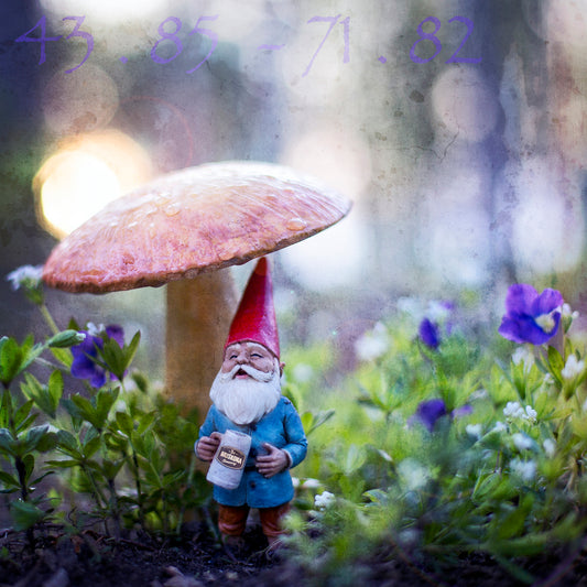 Toadstools & Beer